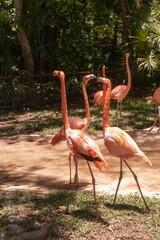 FLAMENCOS