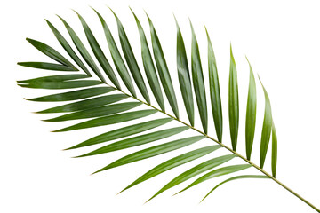 Obraz premium A Tropical green palm frond close-up, isolated on a white or transparent background, perfect for botanical designs nature themes or tropical decor projects.