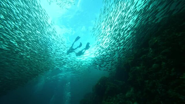 School of sardines in Moalboal, Cebu Island, Philippines. sardine run, snorkeling and scuba diving tourist destination. 