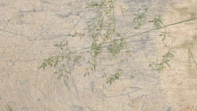 Close-up grass and shadow swawing by the wind on the beige concrete wall or floor with textured pattern, travertine tile.  
