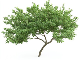Obraz premium Vibrant green mature tree branch with leaves, isolated on stark white background, highdefinition clarity, natural lighting, realistic texture