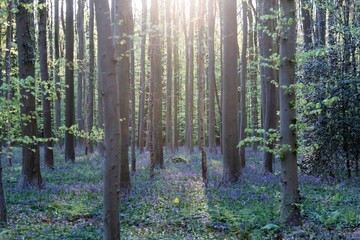 Fototapeta premium Spring scene of Hallerbos in morning mist, where the forest floor is blanketed by the carpet of bluebell blossoms and sunlight shines thru tall beech trees with fresh green foliage, in Halle, Belgium