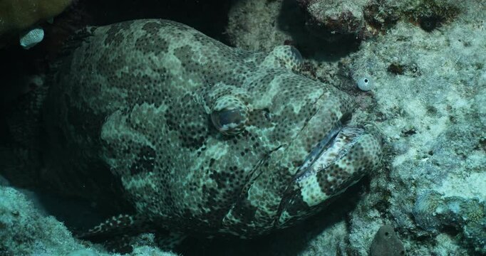 Grouper cod close up great barrier reef, fish