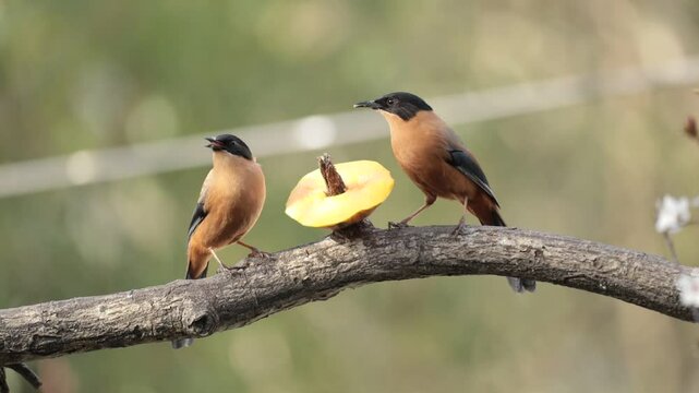 Two Rufous Sibias sitting on a branch and feeding on a Papaya 