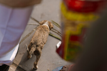A stray puppy walks along a crowded street in Varanasi, India, surrounded by people and market activity. The small dog appears fragile and lost, navigating through the busy environment.
