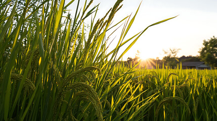 A field of rice is in full bloom with the sun shining brightly on it. generated using AI