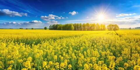 Fototapeta premium Vibrant rapeseed field landscape with blooming mustard plants in a sunny meadow, wildflowers