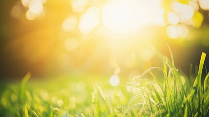 Obraz premium Spring Background Vector Illustration: Green Grass, Sun Bokeh, Blurred Nature, Sunlight, Sunbeams, Stock Photo with Text Space