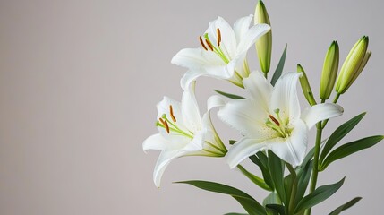 Fototapeta premium Exquisite Close-Up of Beautiful White Lily Flowers on a Light Background