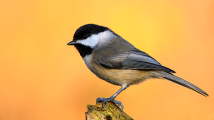 Carolina Chickadee perched in front of gorgeous fall colors