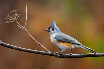 Tufted Titmouse © Chris T photography