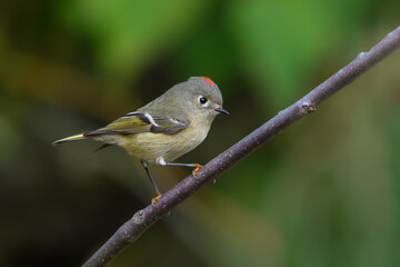 Fototapeta premium Ruby-crowned Kinglet