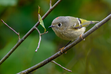 Ruby-crowned Kinglet