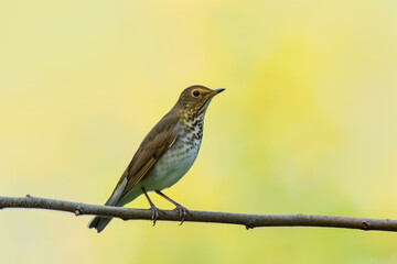 Swainson's Thrush