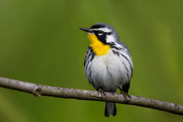 Yellow-throated Warbler perched on a branch