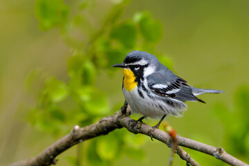 Yellow-throated Warbler perched on a branch
