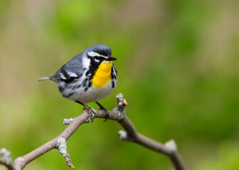 Yellow-throated Warbler perched on a branch