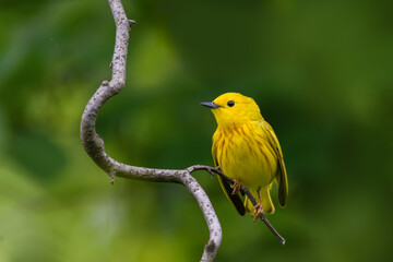 Yellow Warbler