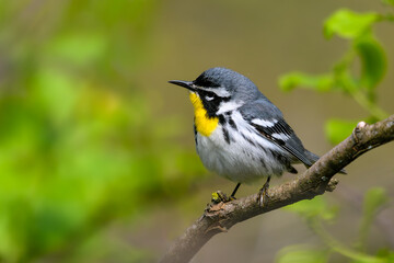 Yellow-throated Warbler perched on a branch