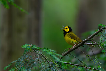 Hooded Warbler