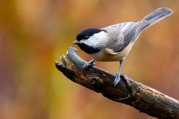 Carolina Chickadee leaning forward in the rain