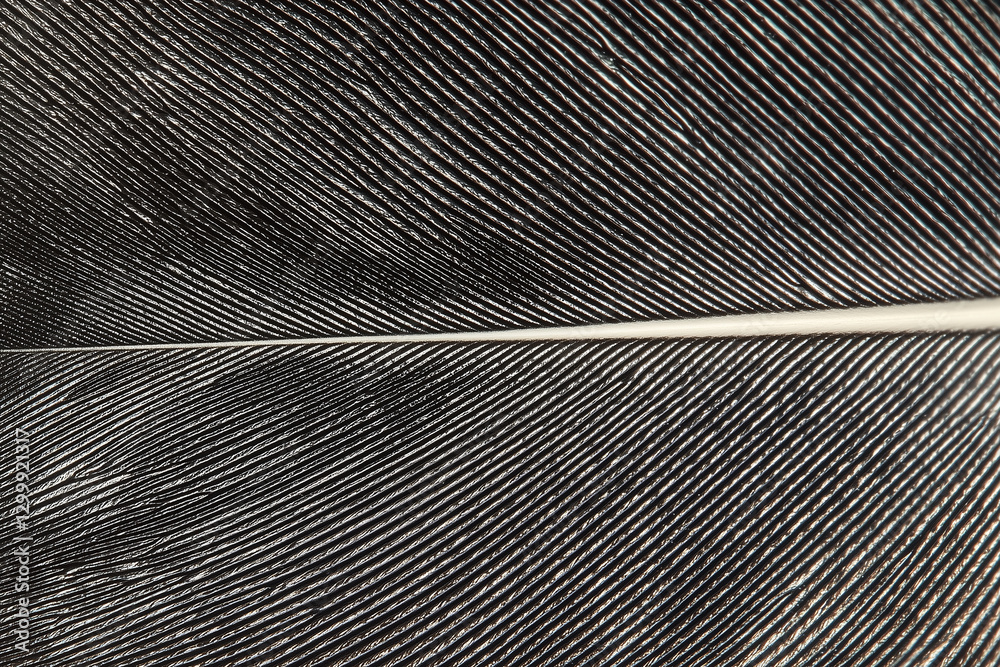 Aufkleber Close up of bird feather highlighting texture and intricate patterns