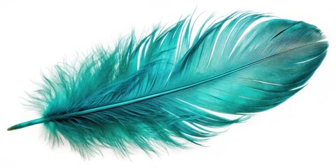 Beautiful closeup of a shiny turquoise feather isolated, nature, animal textures ,  nature