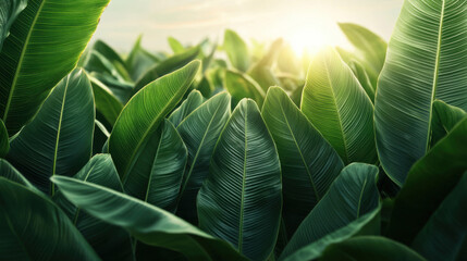 Fototapeta premium Lush green leaves illuminated by soft sunlight.