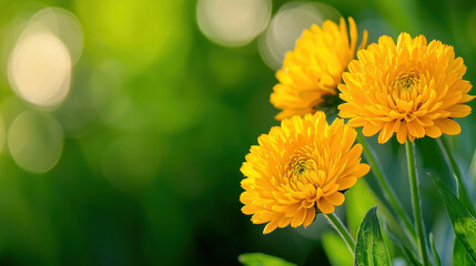 Bright yellow flowers against a soft green background.