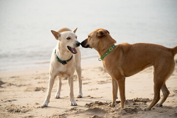 Two playful dogs enjoy a sunny day on the sandy beach while interacting with each other near the ocean