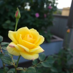 yellow rose in garden 