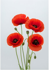 Obraz premium [Generative AI] flower, 붉은 양귀비