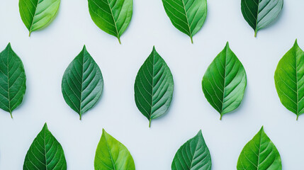 Fototapeta premium Arranged leaves in various shades on a light background.