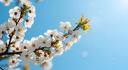 cherry blossom against blue sky