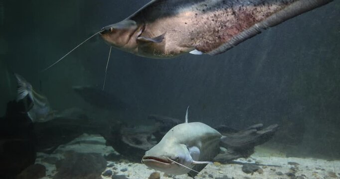 helicopter catfish Wallago attu swimming in freshwater fish tank aquarium