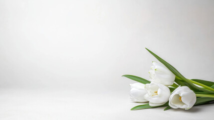 Obraz premium White tulips with green leaves on a plain background.