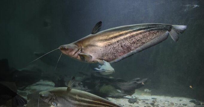 helicopter catfish Wallago attu swimming in freshwater fish tank aquarium