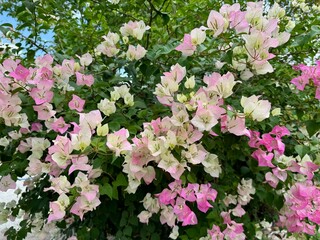Beautiful pink and white bougainvillea flowers in garden.