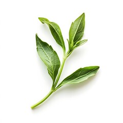 Obraz premium Fresh oregano twig on white background. Top view.