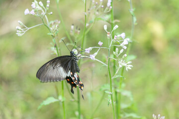 Fototapeta premium The butterfly is collecting nectar from a wild purple flower called Blue Mist
