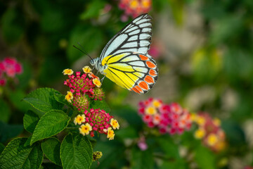 The leaves of Lantana camera are boiled and applied to relieve swelling