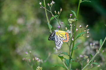 The life of a butterfly is closely related to colorful flowers