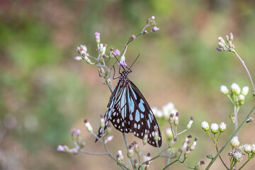 White and black butterflies are collecting nectar from flowers