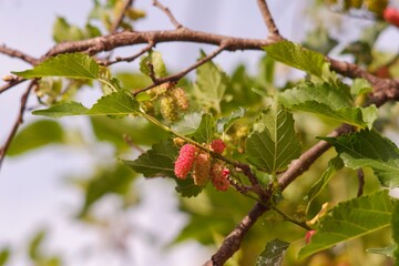 Ripening Mulberry Fruits (Morus) Turning Red on the Branch