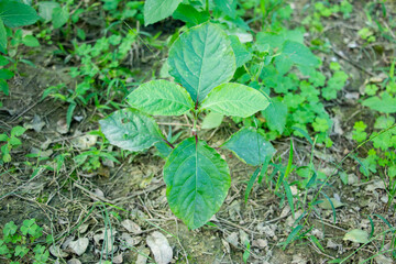 Achyranthes bidentata Blume removes blood stasis, dredges meridians
