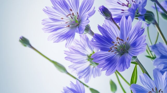 Chicory harvesting technology showcases premium close-up in modern USA