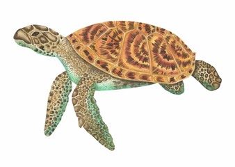 Fototapeta premium Turtle realistic watercolor art
