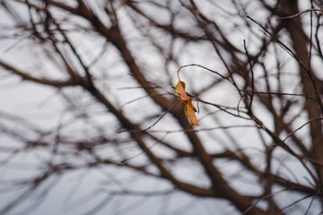 Last Leaf on a Dry Tree Branch in Autumn