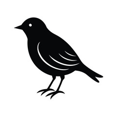 bird silhouette isolated on white background