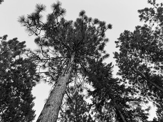 A dramatic low-angle shot of towering pine trees in black and white. The contrast enhances the texture of the bark and branches, creating a timeless, moody forest scene.